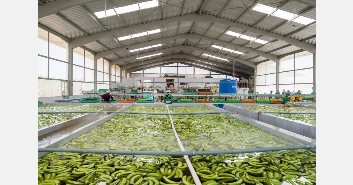 The suspension of routes to the Middle East affects up to 500 containers of Ecuadorian bananas