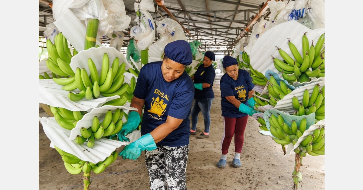 Бананы из Эквадора перенаправляют из-за сбоев логистики Ближнего Востока