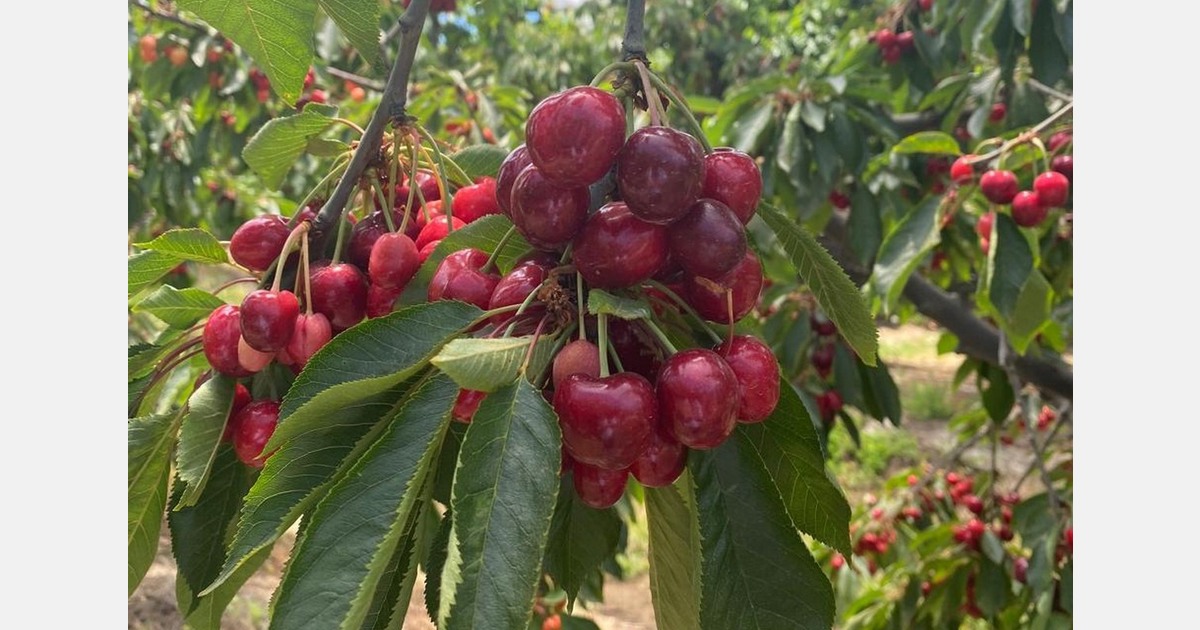 "It's been an extremely difficult season for Chilean cherries"
