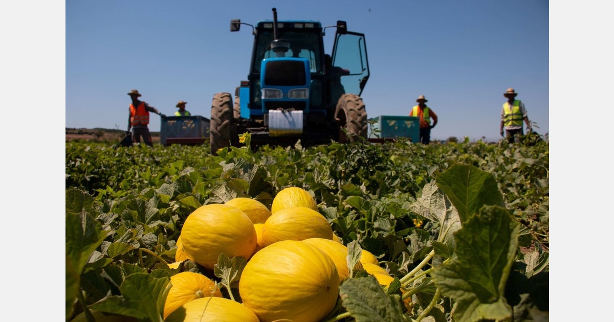 Marfruit partners with Anecoop