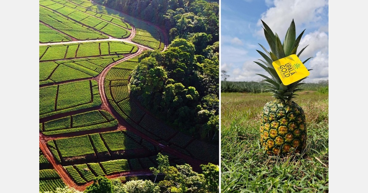 "Producing a box of pineapples costs much more than three or four years ago"