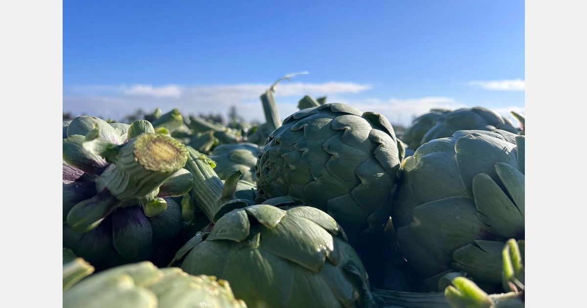 Abundant artichoke supply and good demand after a first part of the season marked by shortages