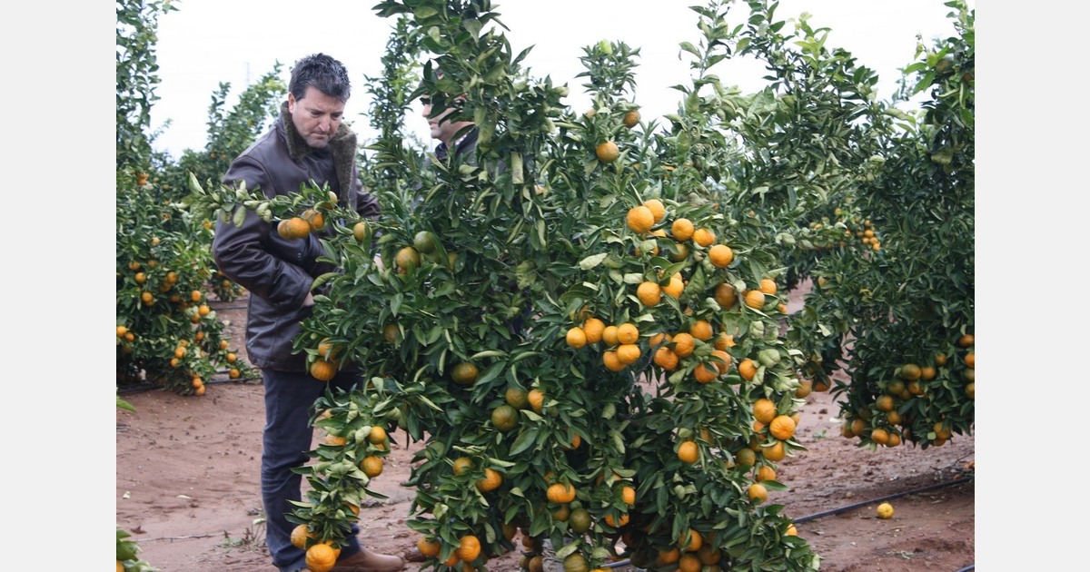 Eurosemillas achieves licensing milestone for Tang Gold in Italy