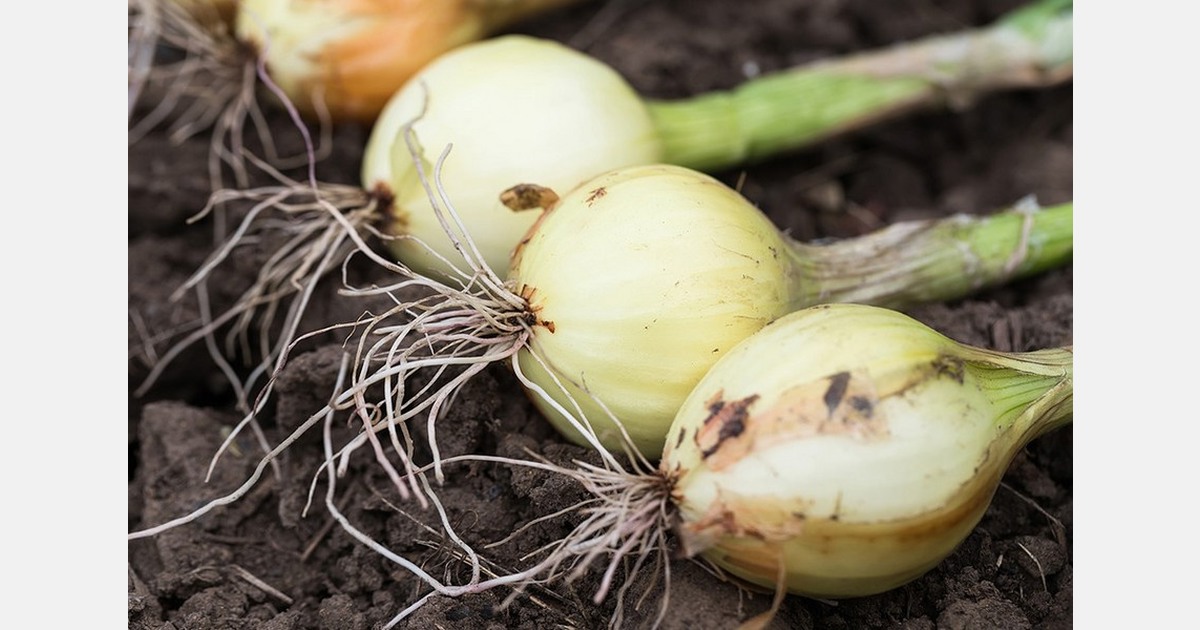Spain will start its onion harvest in three weeks, but expects a gap in June