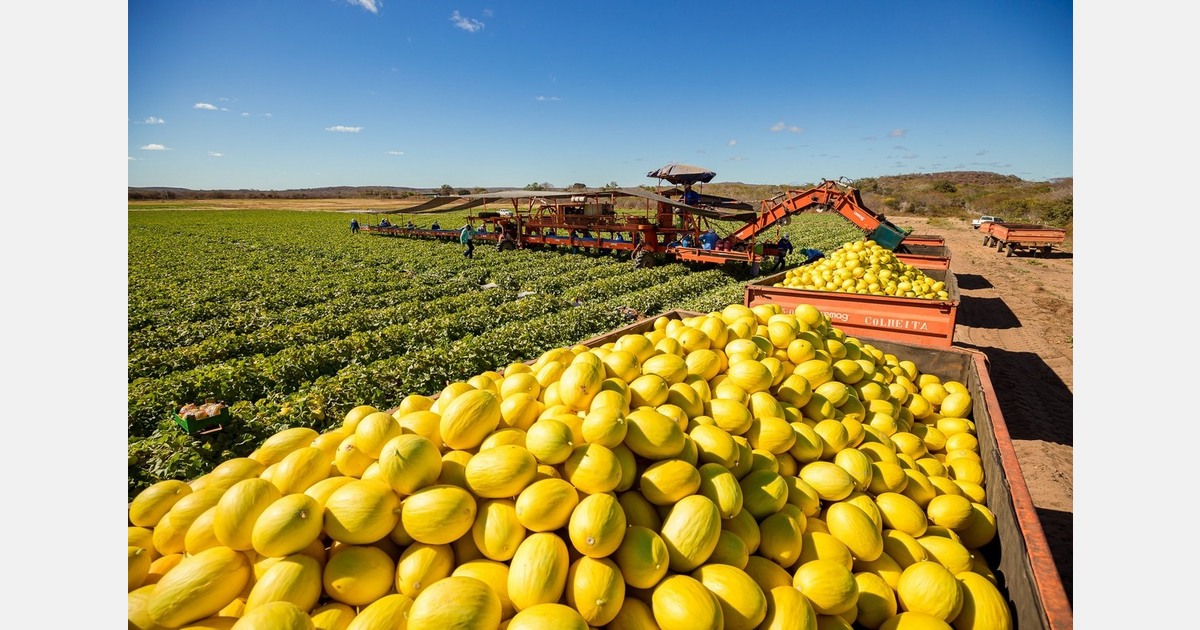 The export window for Brazilian melons is narrowing due to strong European production