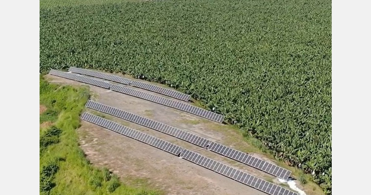 Guatemala strengthens its position as a banana supplier in Europe