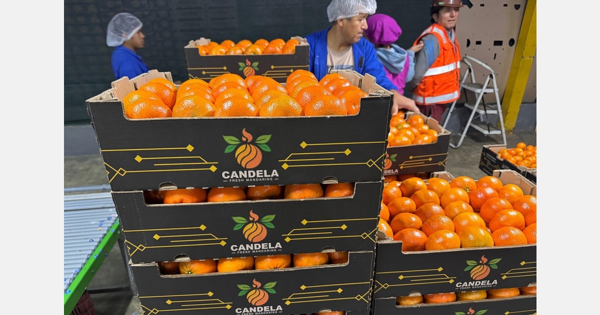 Peru plans to export more mandarins in 2026 with a focus on the Americas