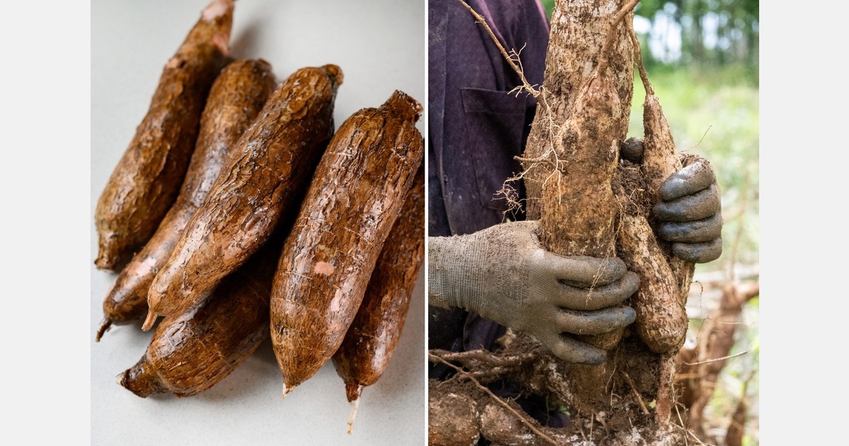 "Ten years ago, you could only find cassava in specialized stores; today, it's available in supermarkets"