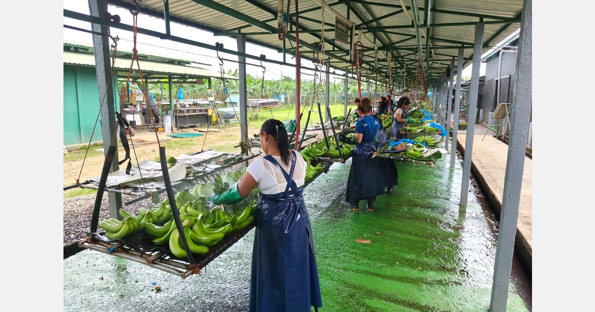 “Ten years ago, we shifted to direct contracts with retailers for our banana production”