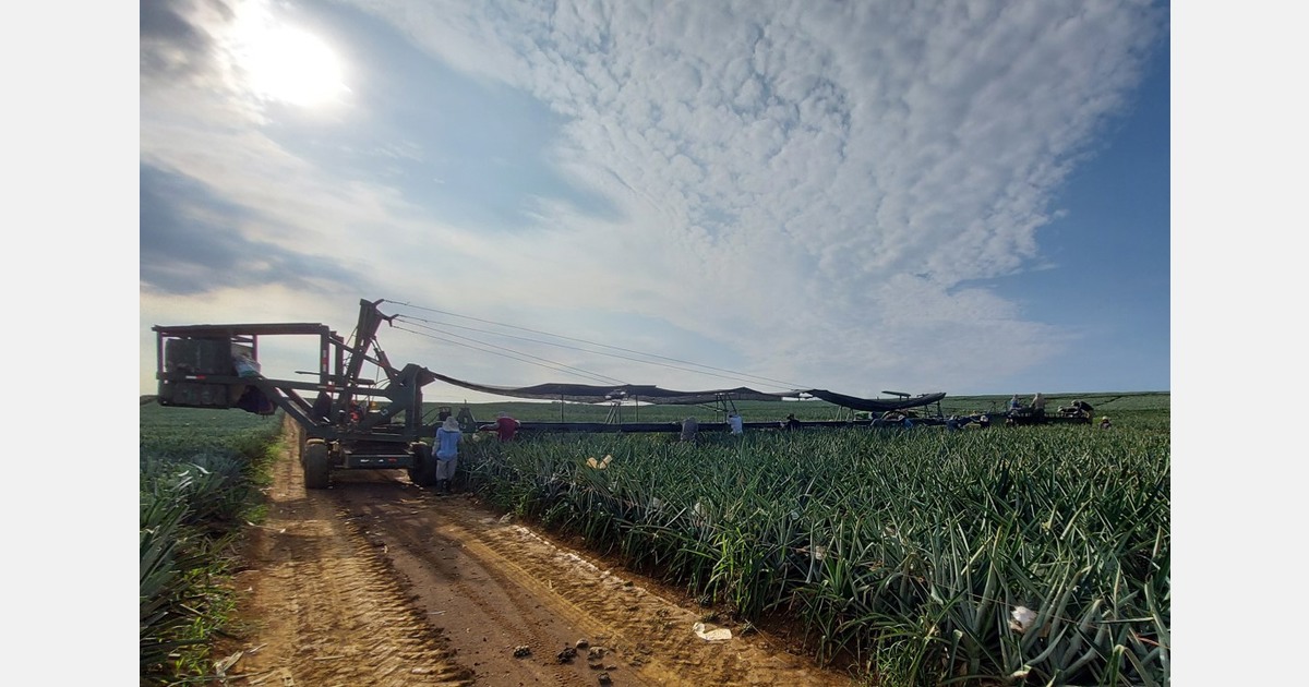 Green on the outside, sweet on the inside: The art of balancing shelf life and flavor in pineapple
