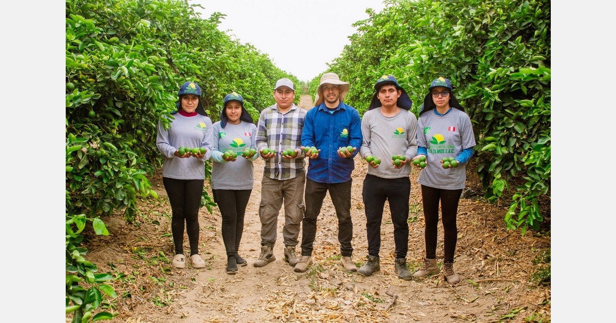 "We aim to export Peruvian lemons from November to April, when Mexico and Colombia have less fruit"