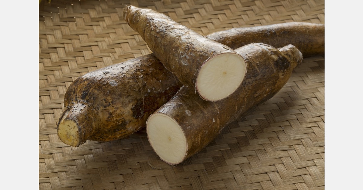 Costa Rican cassava exporters join forces to conquer the global market
