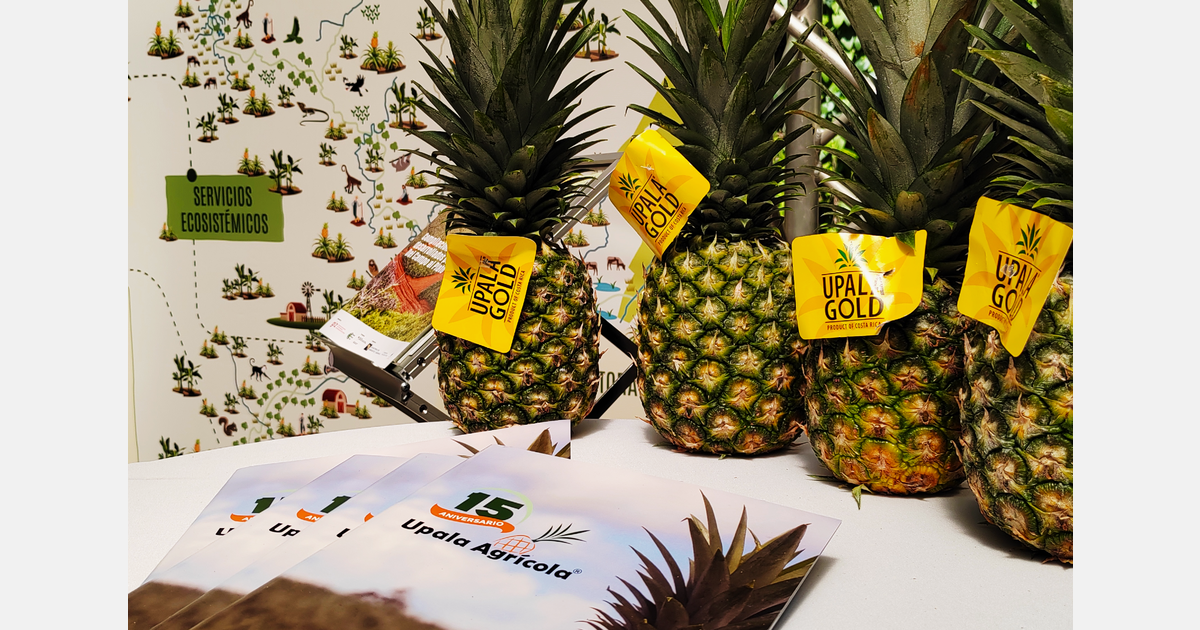 "Demand for crownless pineapple, which now accounts for 15% of our exports, still grows"