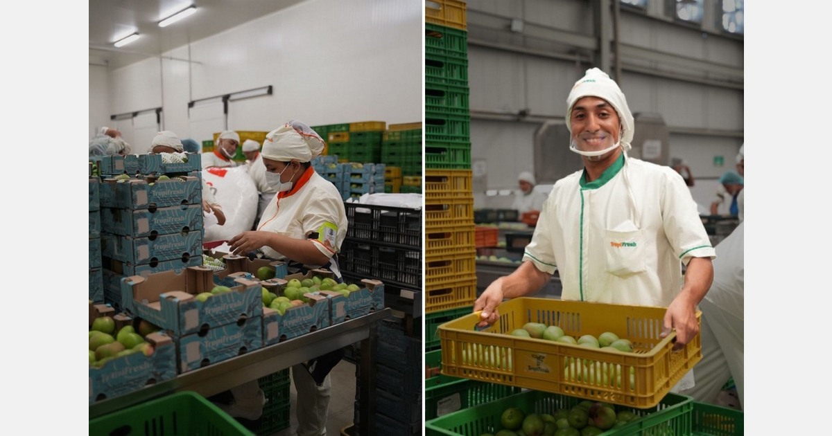 Colombian baby mango achieves a new milestone with its first maritime shipment to Europe