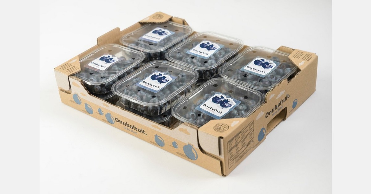 Eight new blueberry varieties produced and marketed by Onubafruit will remain protected until 2056