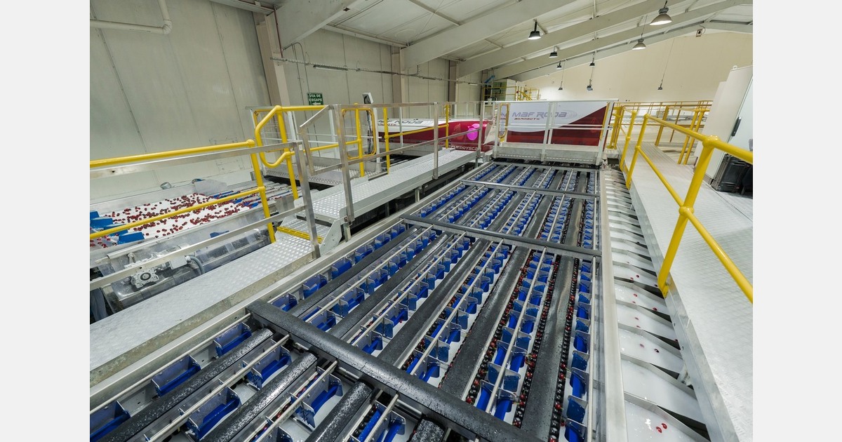 Maf Roda extends its AI algorithms across its entire range of solutions for fruits and vegetables