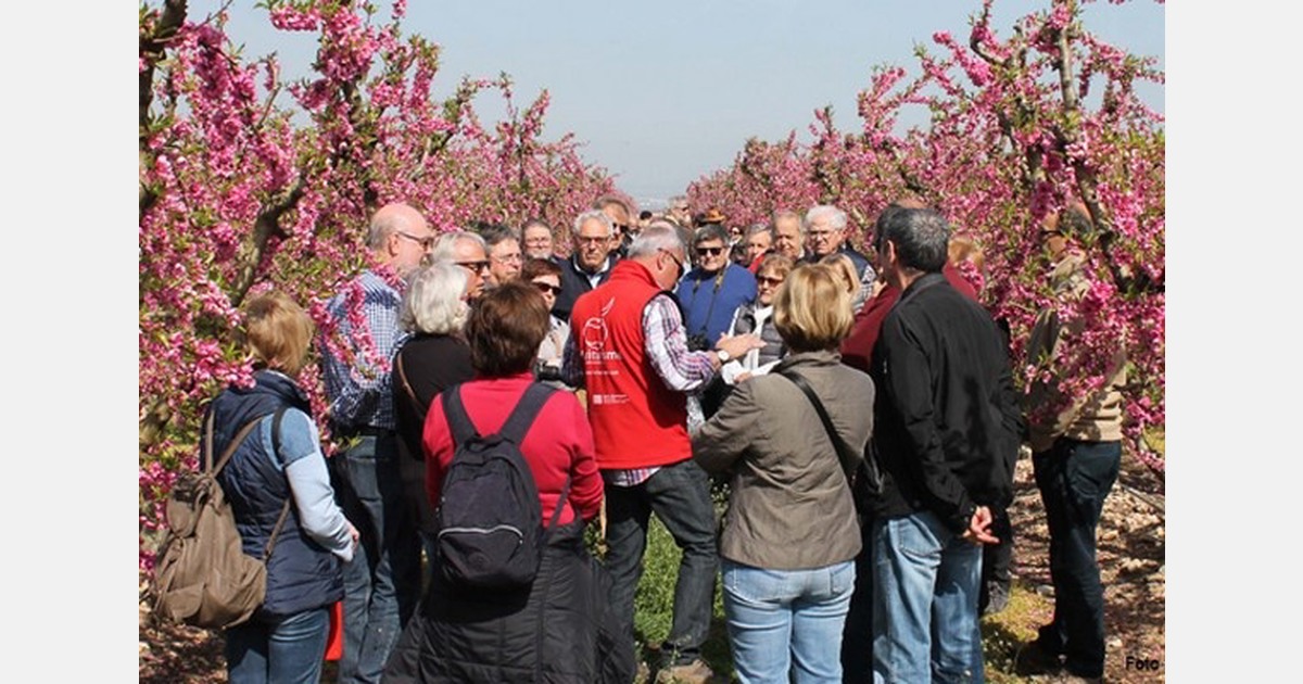 "Middle East-conflict increases fruit costs by 10-15%"