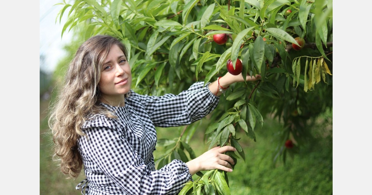 Stone fruit season gets underway in Spanish province of Huelva with the first nectarines