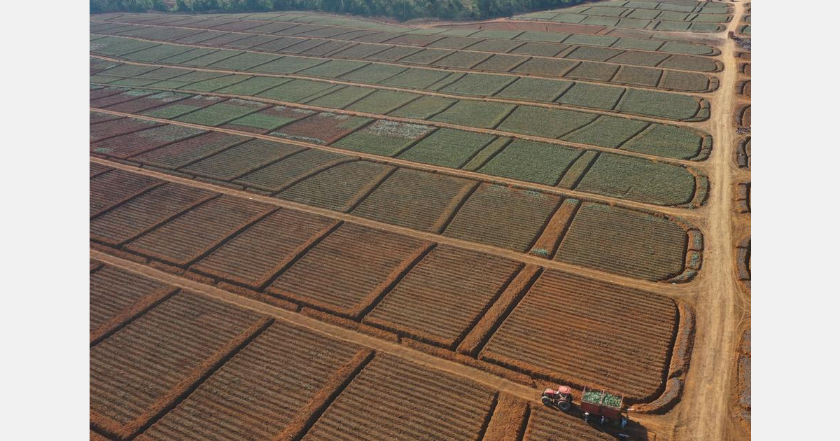 “We are the only pineapple company with pesticide-free certification”