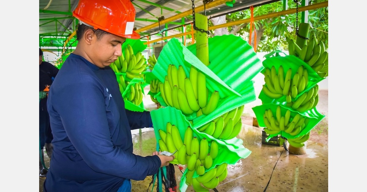 The decrease in the dollar's price impacts Colombian banana producers
