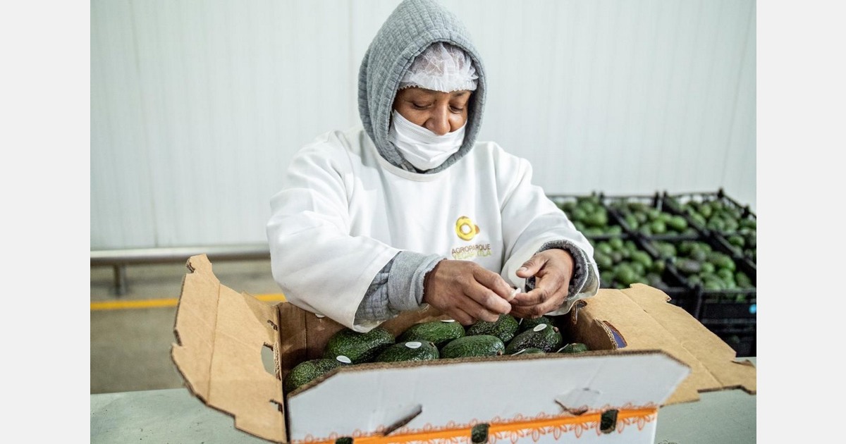 Mexican avocado air freight costs skyrocket by up to 70% during low supply period