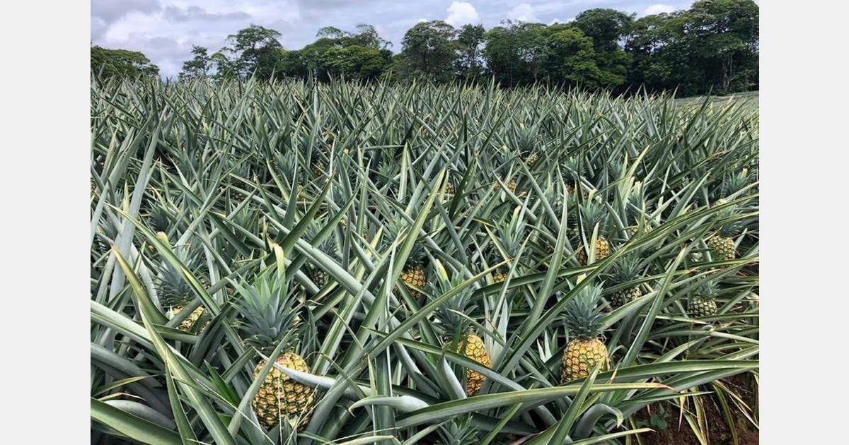 Costa Rican pineapple volumes recover in 2026, production gap is expected mid year