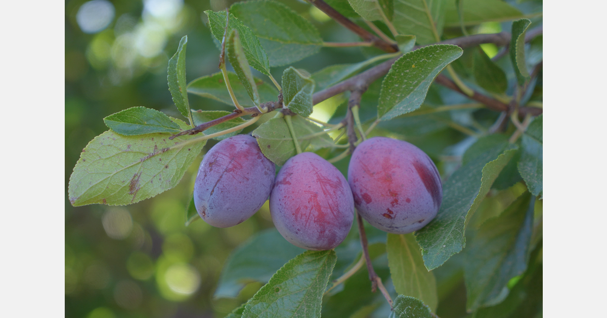 "This approach can reduce annual production costs by up to 30%"