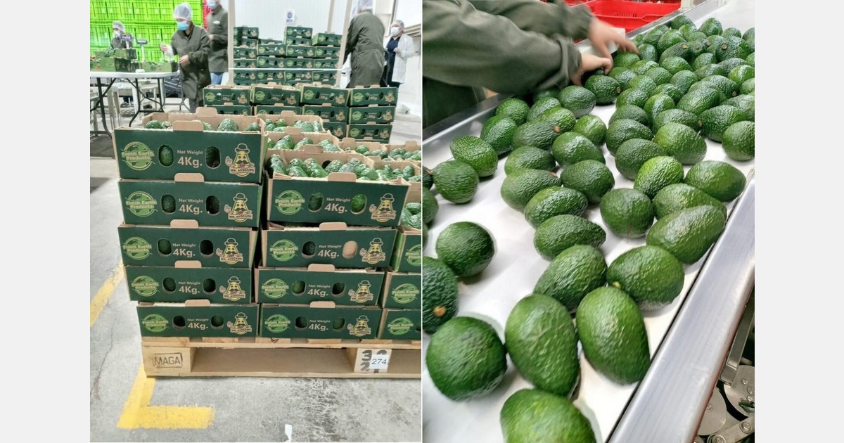Honduras sees Hass avocado opportunity, but market access and structure still lag