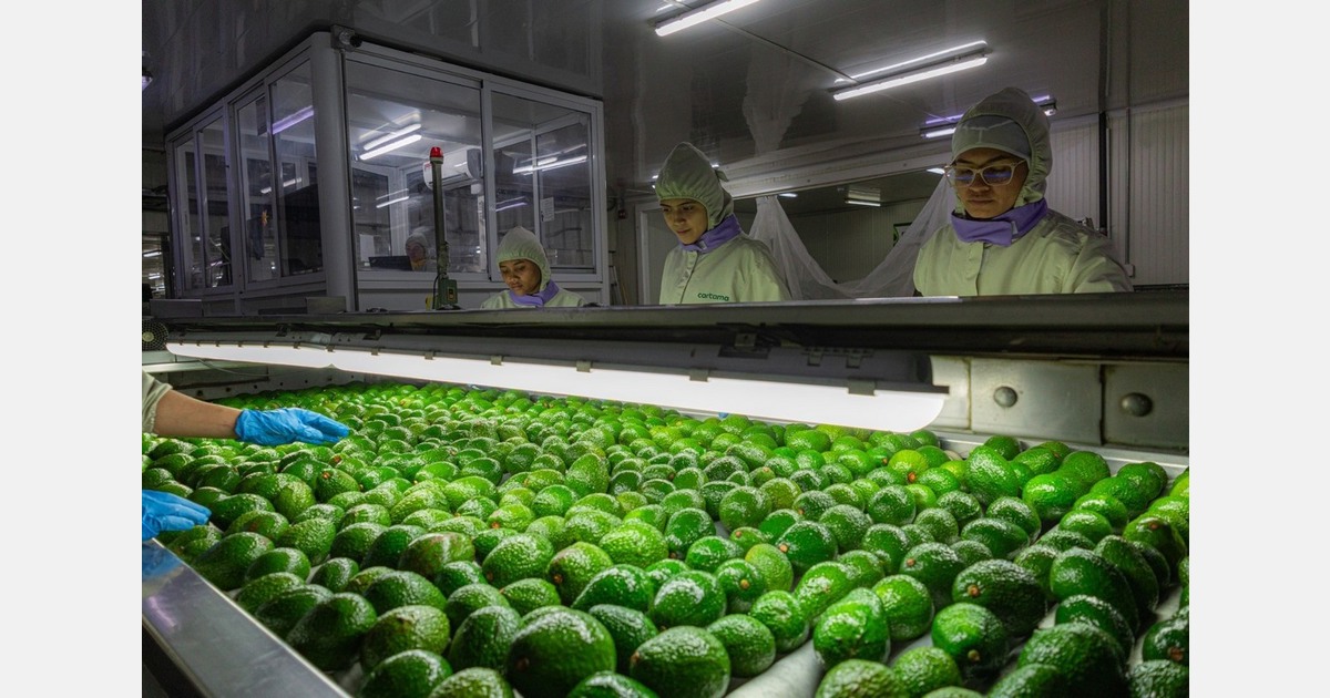 The opening of Colombia's new Puerto Antioquia port will be a game-changer for Colombian Hass avocados