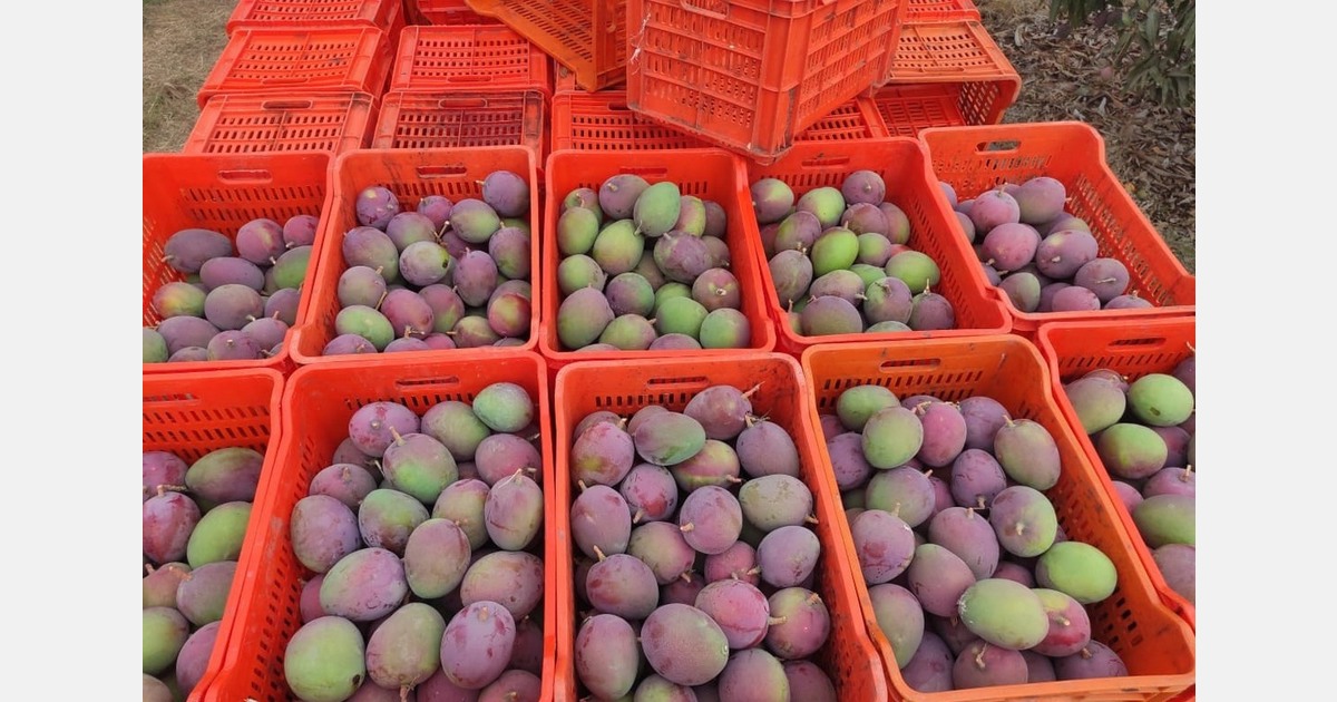 Ecuador's unusual weather conditions are affecting mango production