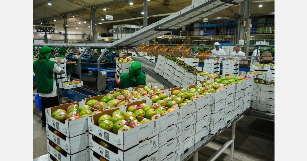 Peruvian mango production decreased by 22% in the 2025/26 season