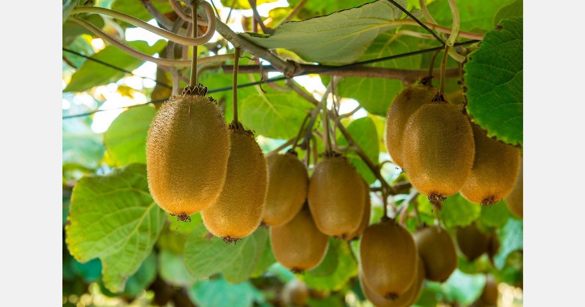 Chile expects strong growth in its kiwi supply