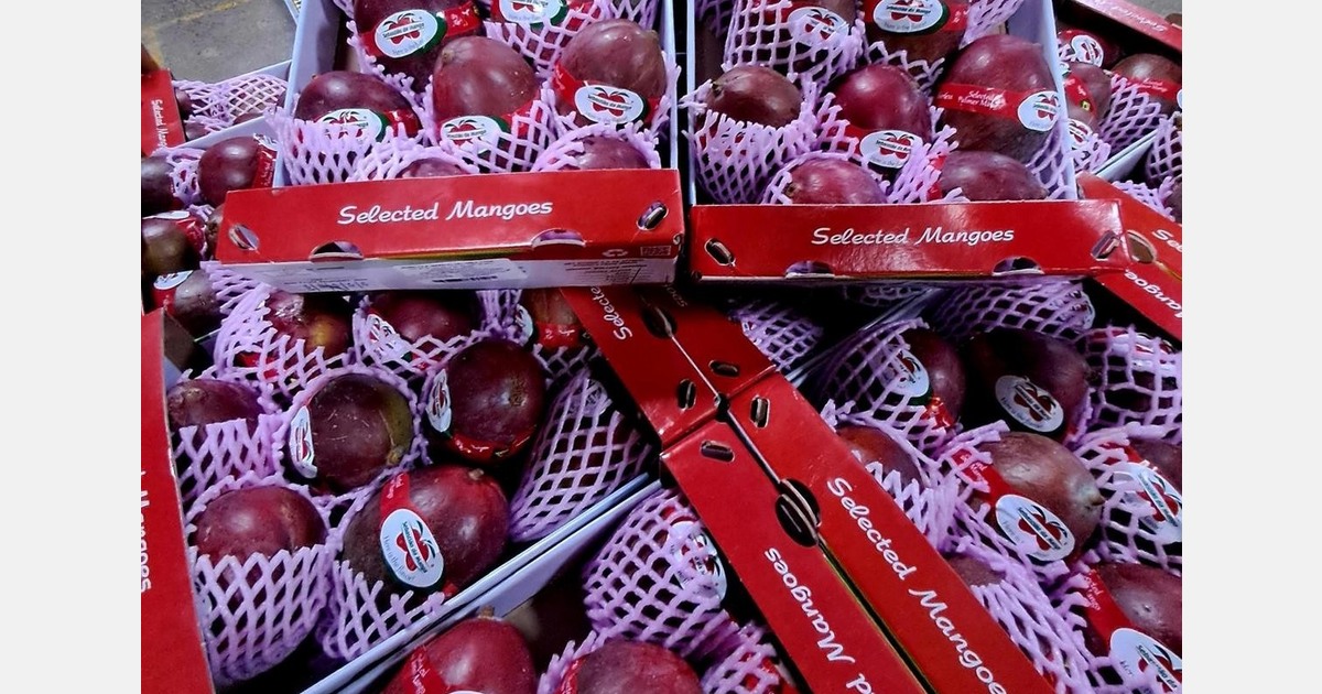 After a tough start, Brazil's mango sector expects exports to rebound in the second half of the year