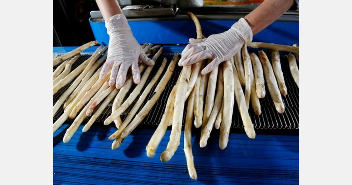 “An early start for the French asparagus season”