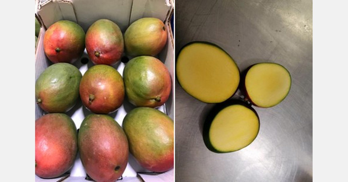 “Mango sales were fairly fluid throughout December”