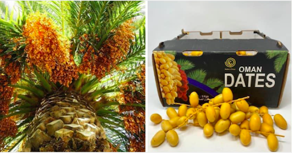 “Our dates from Oman are now available”