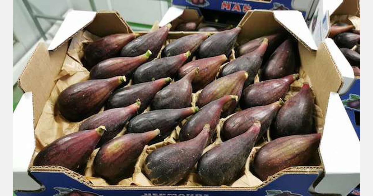 Good start for the Spanish fig campaign