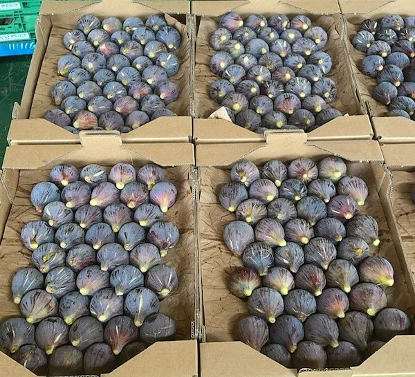 Quagmire Engager Guvernør Fig production is booming in France