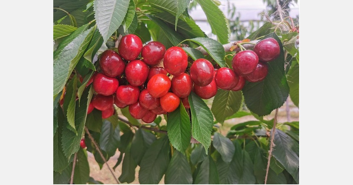 “Our research criteria for cherries taste quality, selffertility