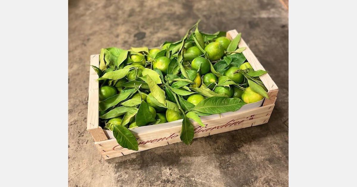 France green clementines for the holiday season