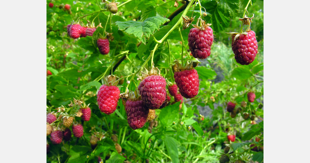 La filière française de la framboise a du potentiel