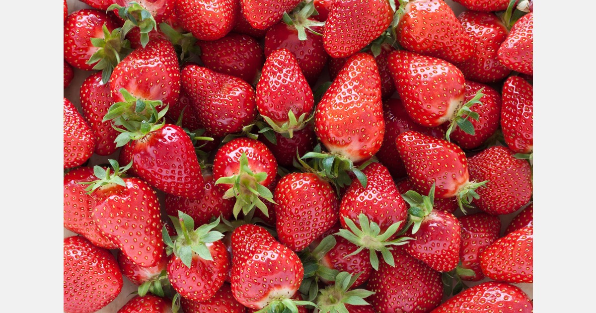 "This week, we will exceed 1000 tons of Gariguette"