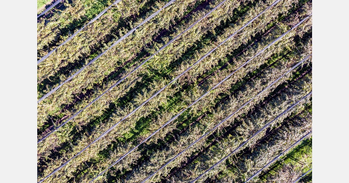 French kiwi production is slightly up