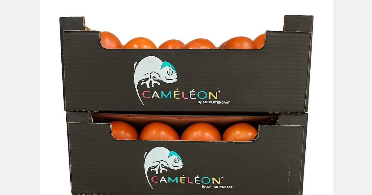 "We are expecting a high quality of Moroccan tomatoes this season"