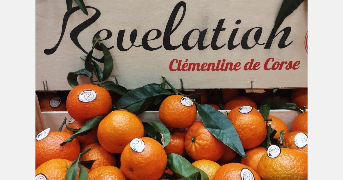 A very good year for Spanish and Corsican clementines