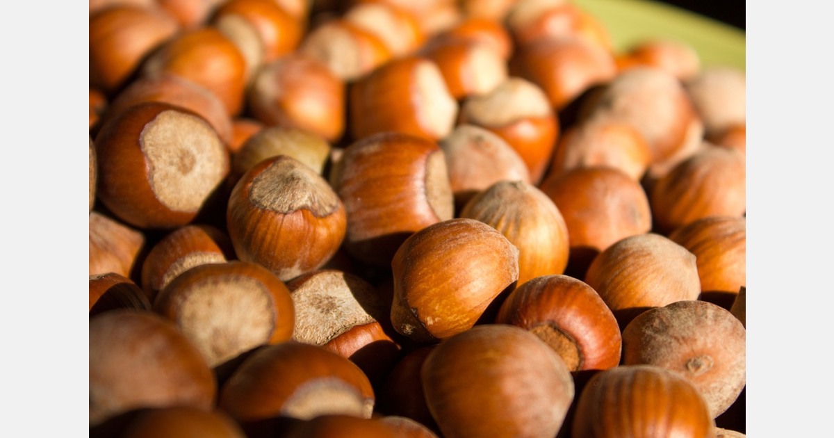 Turkish hazelnut production drops, sending prices soaring