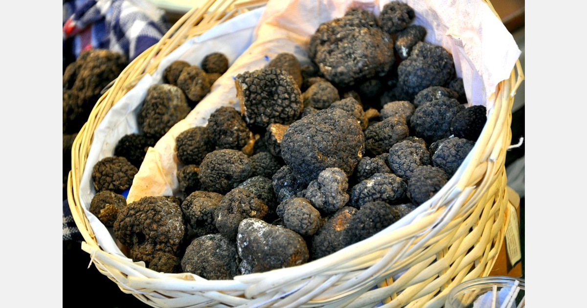 Climate change is making truffles increasingly rare