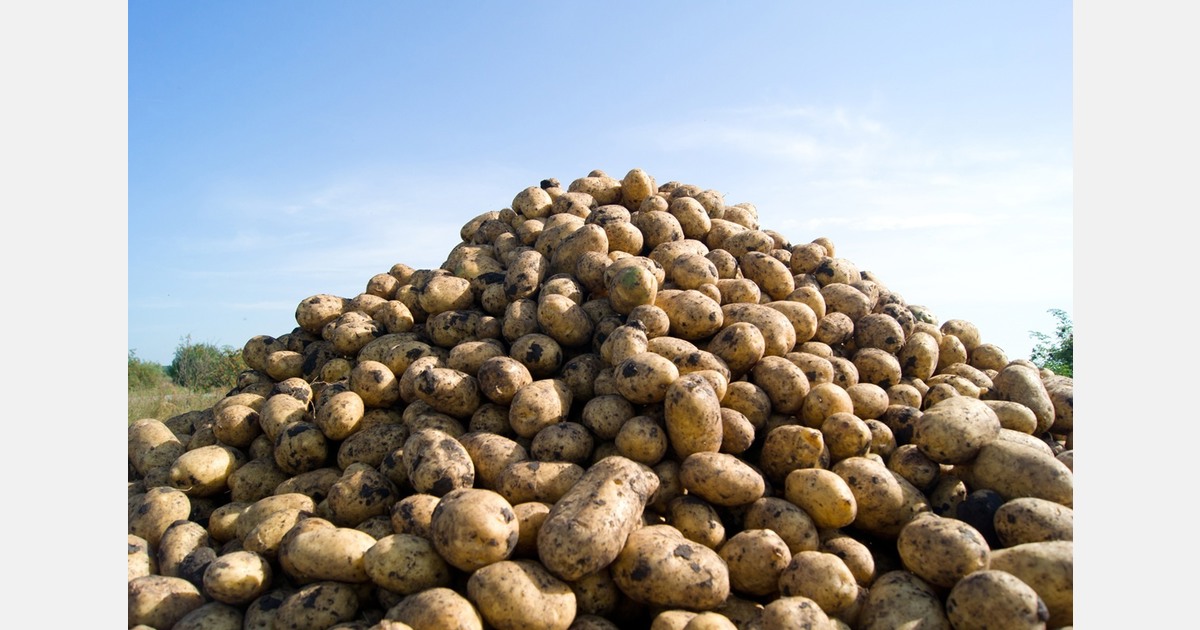 French production of ware potatoes is up sharply
