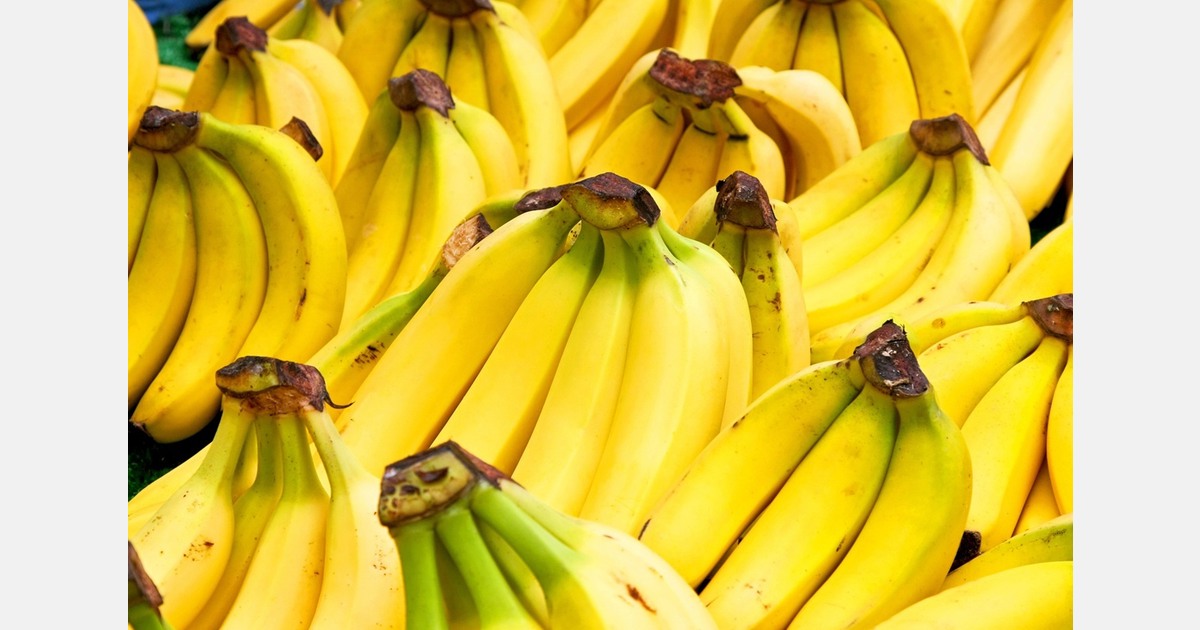 Russia starts banana production in greenhouses