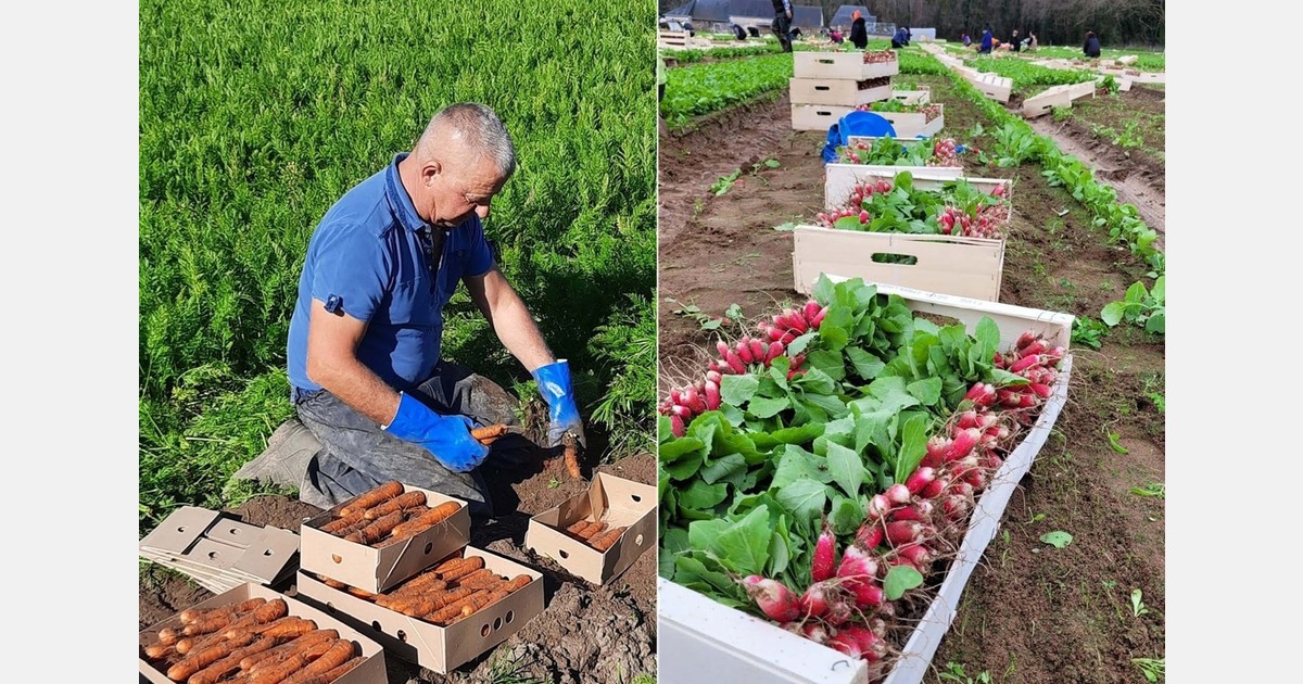 Carottes de France includes radish growers and changes its name